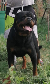 Cuccioli di rottweiler cn pedigree