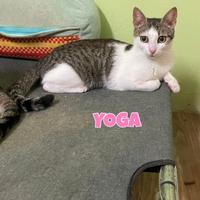 Yoga gattina biancogrigia di 2 anni