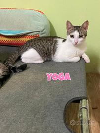 Yoga gattina biancogrigia di 2 anni