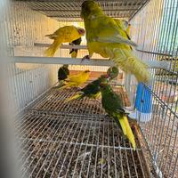 Pappagalli Kakariki in molte mutazioni