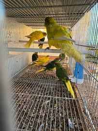 Pappagalli Kakariki in molte mutazioni