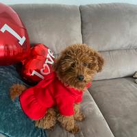 Barboncino toy femmina red