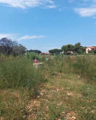 Terreno agricolo nel quartiere Collinaia (LI)
