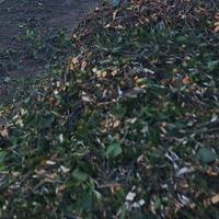 cippato  per concimare 