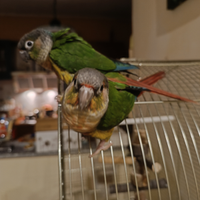 Pappagalli Parrocchetti pyrrhura