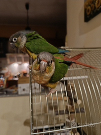 Pappagalli Parrocchetti pyrrhura