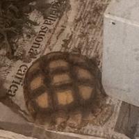 Due Tartarughe Sulcata