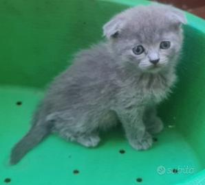 Cuccioli di scottish fold