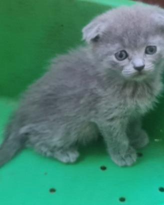Cuccioli di scottish fold