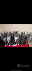 Maine coon cucciolo gatto