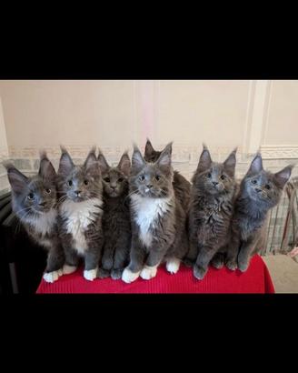 Maine coon cucciolo gatto