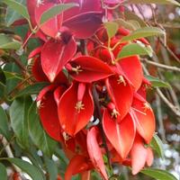 10 semi albero del corallo