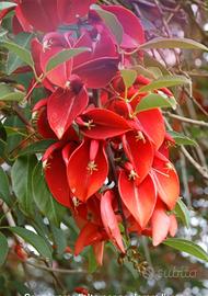 10 semi albero del corallo