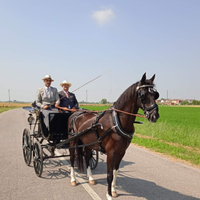 Cavallo kwpn da carrozza e sella