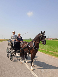 Cavallo kwpn da carrozza e sella