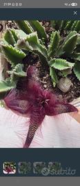 Stapelia Hirsuta ,pianta succulente