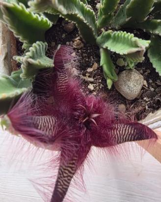 Stapelia Hirsuta ,pianta succulente