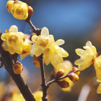 10 Semi di Calicanto - Profumato albero giardino