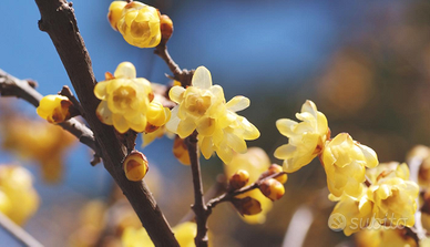 10 Semi di Calicanto - Profumato albero giardino