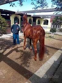 Cavalla A.A.S sbrigliata