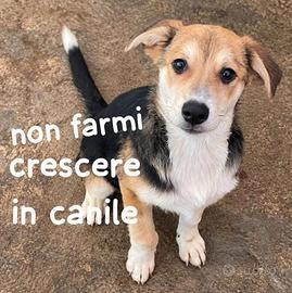 CUCCIOLO 4 MESI Taglia media