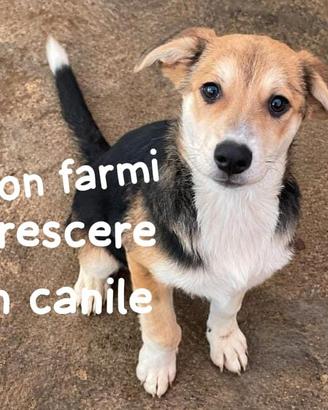 CUCCIOLO 4 MESI Taglia media