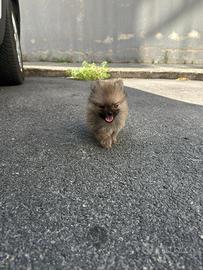 Spitz Pomerania Mini Toy