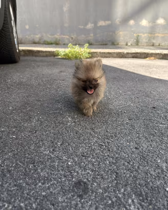 Spitz Pomerania Mini Toy