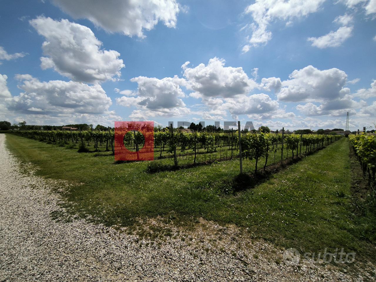 TERRENO AGRICOLO VIGNA GLERA BIOLOGICIO RIF "MFS2 - Vista 6