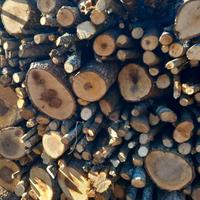 Legna disponibile secca