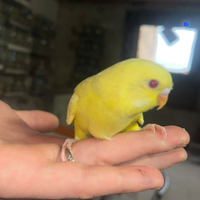 Pappagalli allevati a mano