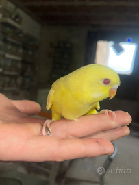 Pappagalli allevati a mano