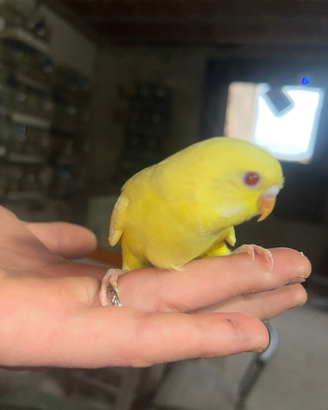 Pappagalli allevati a mano