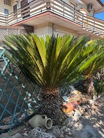 cycas