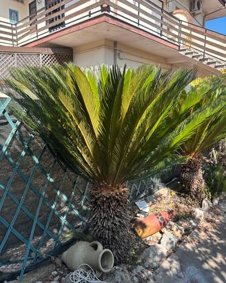 cycas