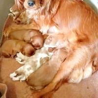 Cuccioli di cavalier king da privato