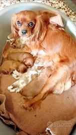 Cuccioli di cavalier king da privato