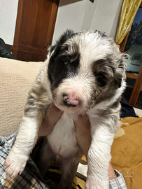 Cuccioli Border Collie