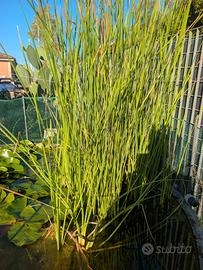 Typha " 3 rizomi "