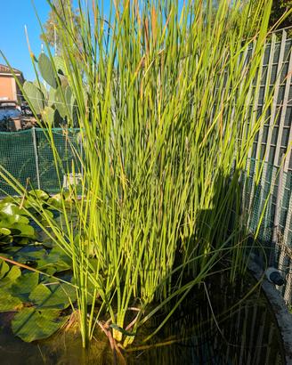 Typha " 3 rizomi "