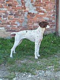 Bracco francese dei Pirenei