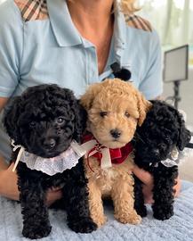 Cuccioli di Barboncino Toy con Pedigree ENCI