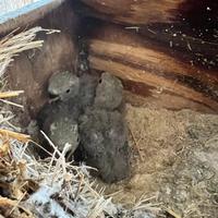 Insepparabili (pulli) da allevare a mano