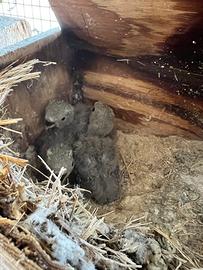 Insepparabili (pulli) da allevare a mano