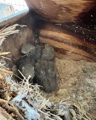 Insepparabili (pulli) da allevare a mano