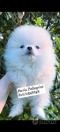 Spitz Pomerania bianco/Pedigree Enci