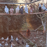 Disponibile viagiatori tedesch