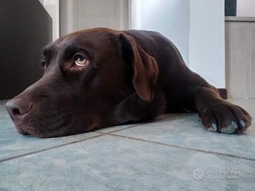 Labrador chocolate