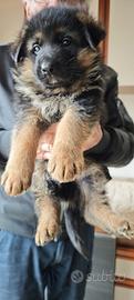 Cuccioli Pastore Tedesco