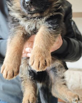 Cuccioli Pastore Tedesco
